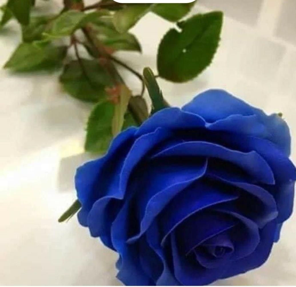 Китайская Роза Синяя